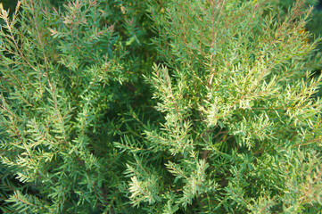 Callistemon rigidus stiff bottlebrush green foliage