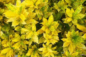 Croton or rushfoil yellow spotted plant
