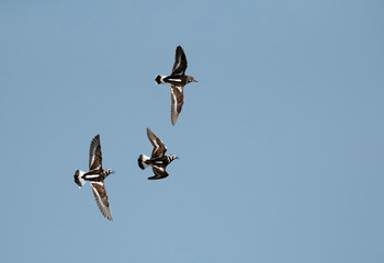 Ruddy turnstone in flight, Bahrain 