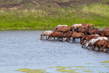 many horses simultaneously drink water from the river of different
