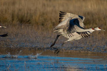 Sandhill Cranes