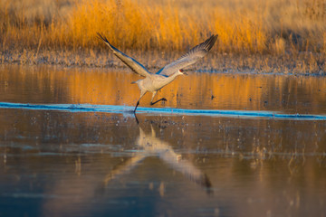 Sandhill Cranes