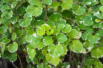 Polyscias balfouriana shrub with green leaves 
