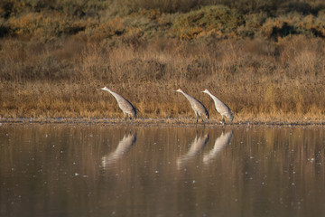 Sandhill Cranes