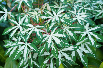 Manihot esculenta variegated or  bitter cassava green and white leaves