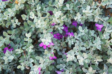 Leucophyllum frutescens green cloud or texas sage shrub background