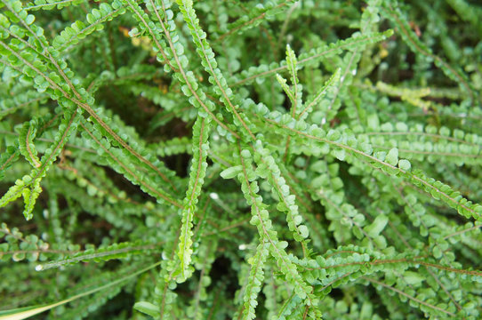  Duffii nephrolepis cordifolia or fishbone fern green plant