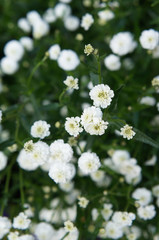 Achillea ptarmica noblessa white raw or sneezewort white flowers  © skymoon13