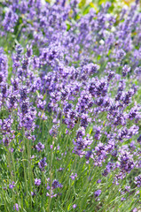 lavandula angustifolia hidcote blue violet lavender flowers vertcial