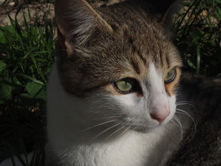  cat doing daily actions photographed up close