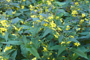 Lysimachia ciliata or fringed loosestrife green plant with yellow flowers