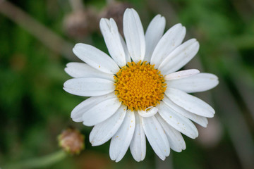 flor blanca y amarilla sobre fondo verde