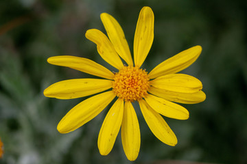 Obraz premium flor amarilla sobre fondo desenfocado