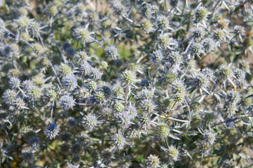 Eryngium planum or sea holly blue plant 