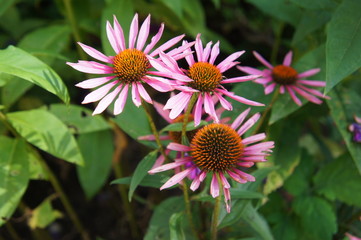 Echinacea purpurea or eastern purple coneflower plant