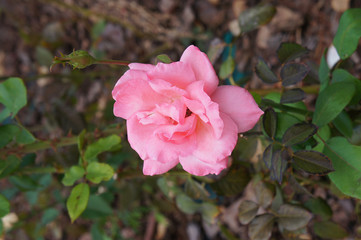One pink rose head in garden