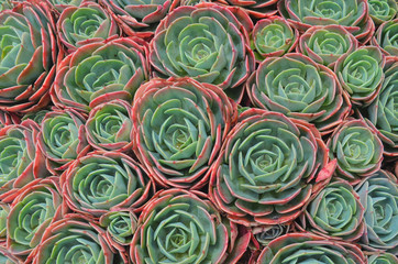 plantas y mas plantas