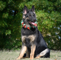 German shepherd in a Christmas collar