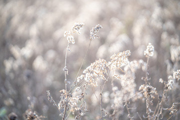 Peaceful white flowers 