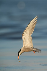 White-cheeked tern fishing, Bahrain 
