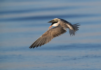 Fototapeta na wymiar White-cheeked tern fishing, Bahrain 