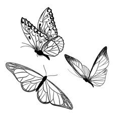 Set of three butterflies, ink sketch, hand drawn