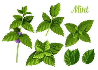 Mint leaves or peppermint leaf, green spearmint © Elegant Solution