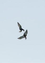 White-cheeked tern Arial fight, Bahrain  