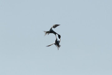 White-cheeked tern Arial fight, Bahrain  