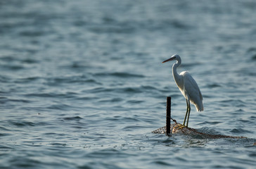 The western reef heron perched on fishing net, Bahrain
