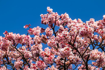 cherry blossoms in spring season