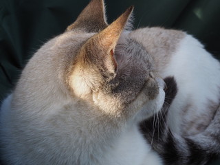  cat doing daily actions photographed up close