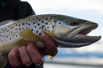 Brown Trout