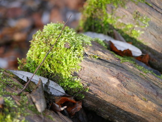 Green moss on a tree