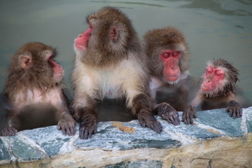 Monkey in the hot spring