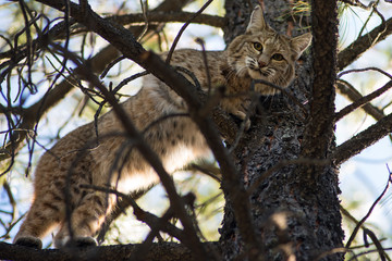 Bobcat