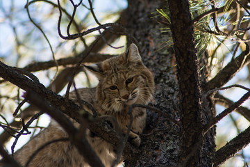 Bobcat