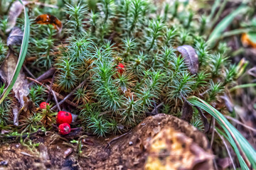 Obraz premium Forest grass with berries
