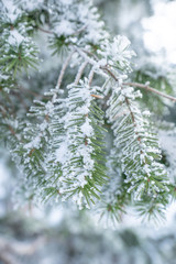 Closeup view of snow covered pine leaves