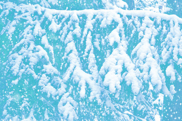Frozen winter forest with snow covered trees