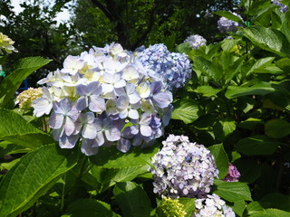 アジサイ