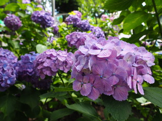 紫陽花　紫