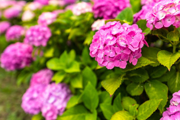close up photo of hydrangea flowers