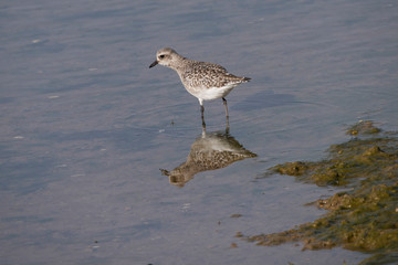 Grey Plover in South Spain Isla Cristina.