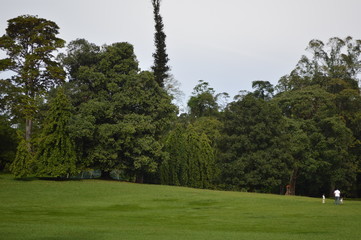 Obraz premium Peradeniya Royal Botanical Garden kandy Sri lanka 