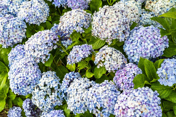 close up photo of hydrangea flowers