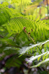 Light green ferns There are new soft sprouts.