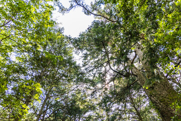 Jukai forest in Fuji Japan
