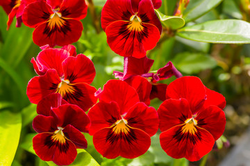 Red Pansies