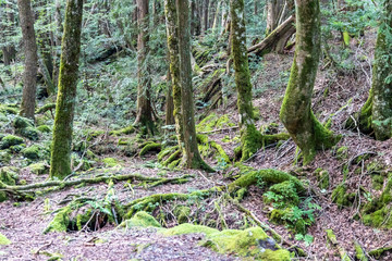 Jukai forest in Fuji Japan
